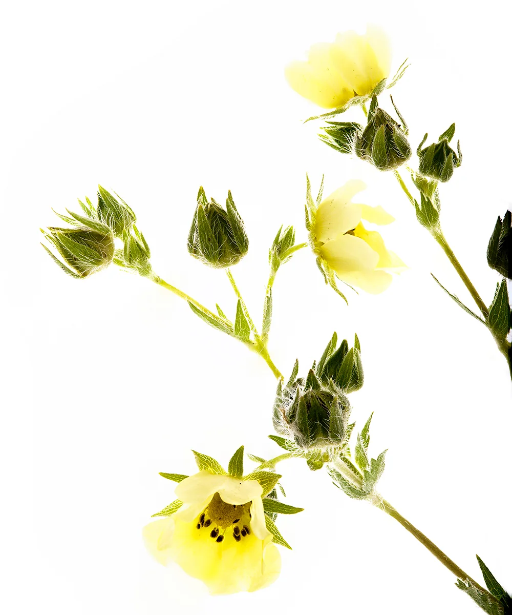 yellowflower.jpg