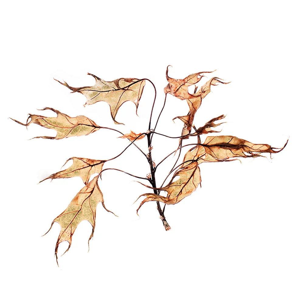 oakleafscarf.jpg