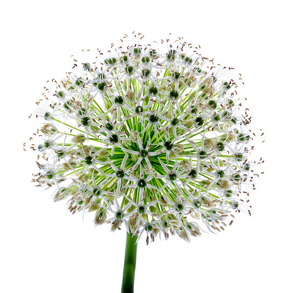allium.jpg
