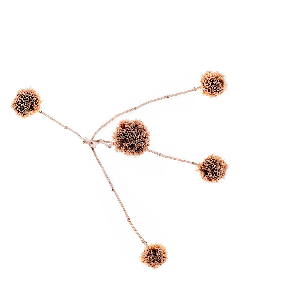 bergamot.jpg