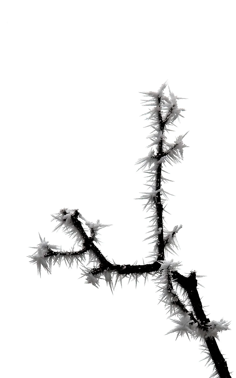 hoarfrostbranch.jpg