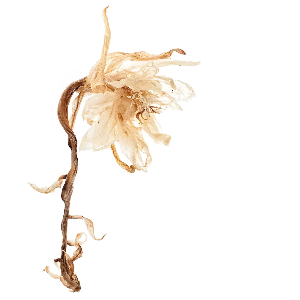 opalcactusflower2.jpg