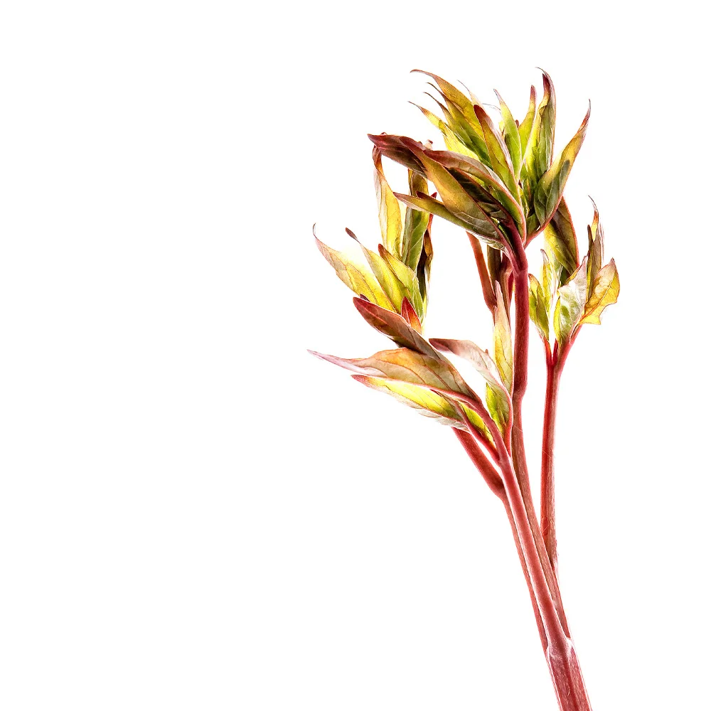 peony.jpg