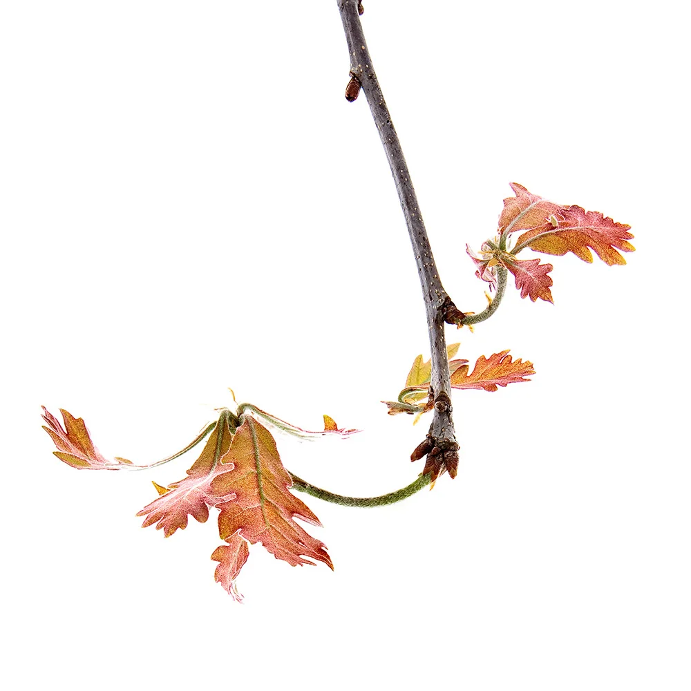 redoakleaves.jpg