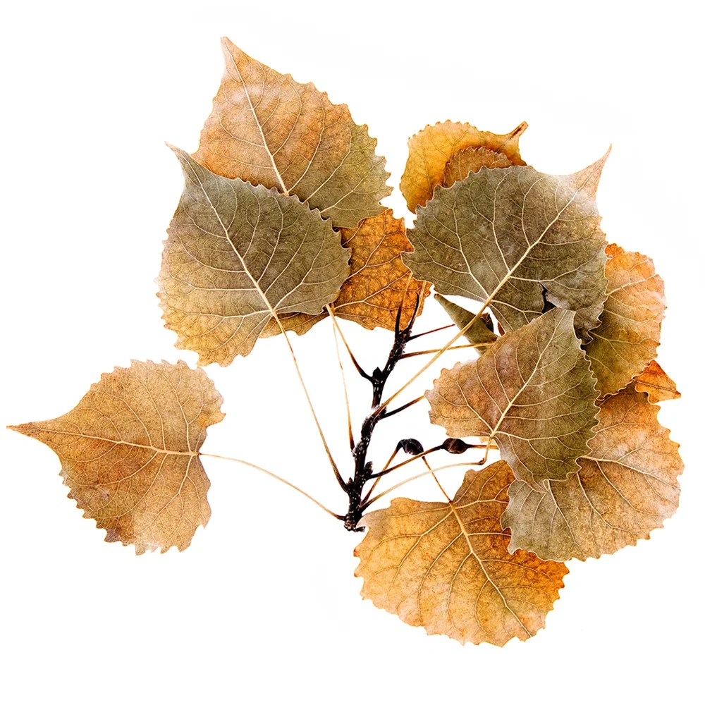 cottonwoodleaves.jpg