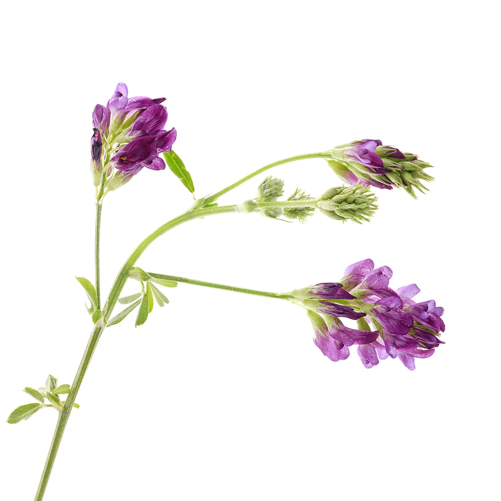 locoweed.jpg