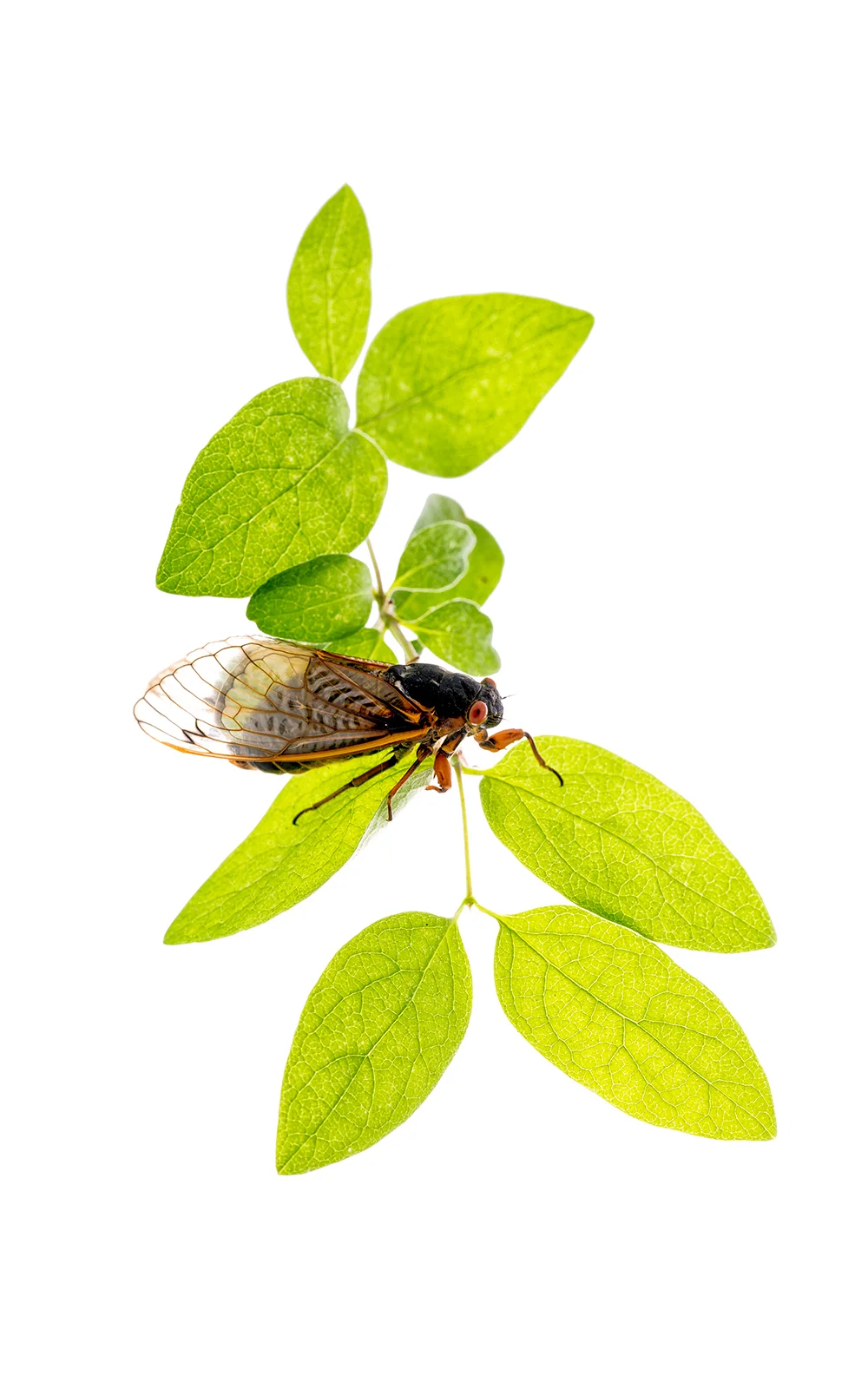 cicada17yr.jpg