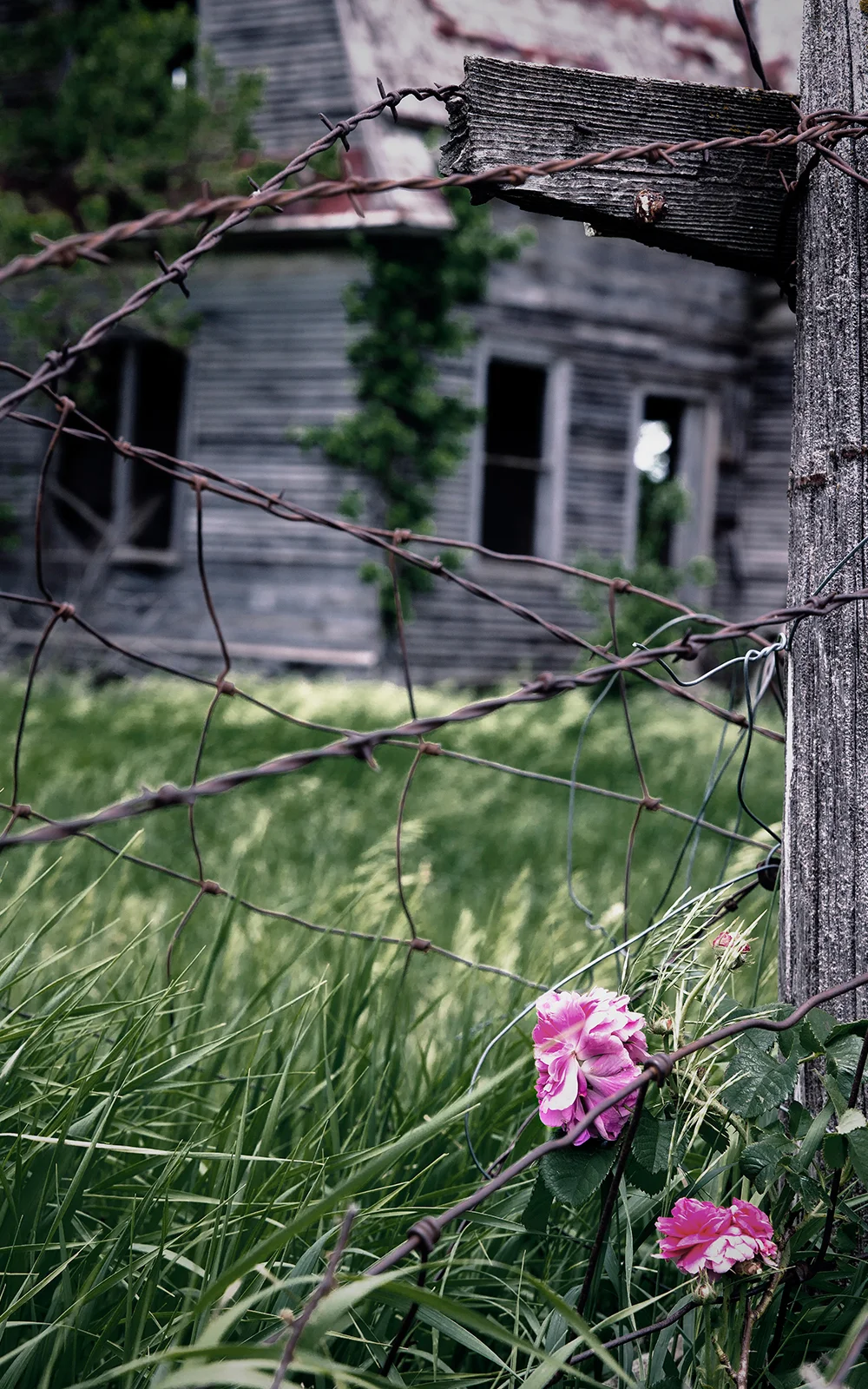 rosehouse.jpg