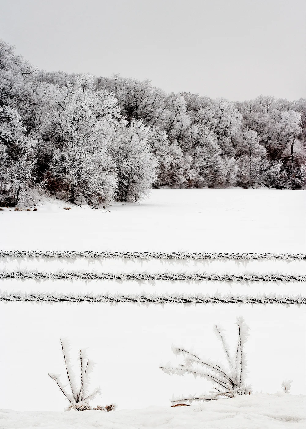 bcdamcabletrees.jpg