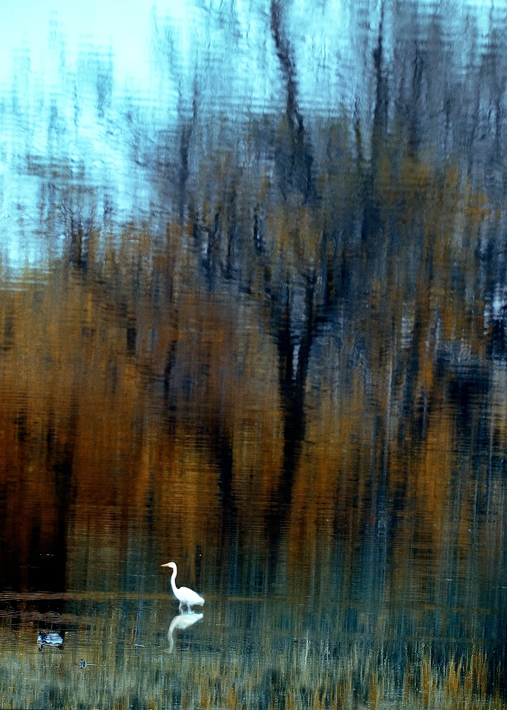 egretfall.jpg
