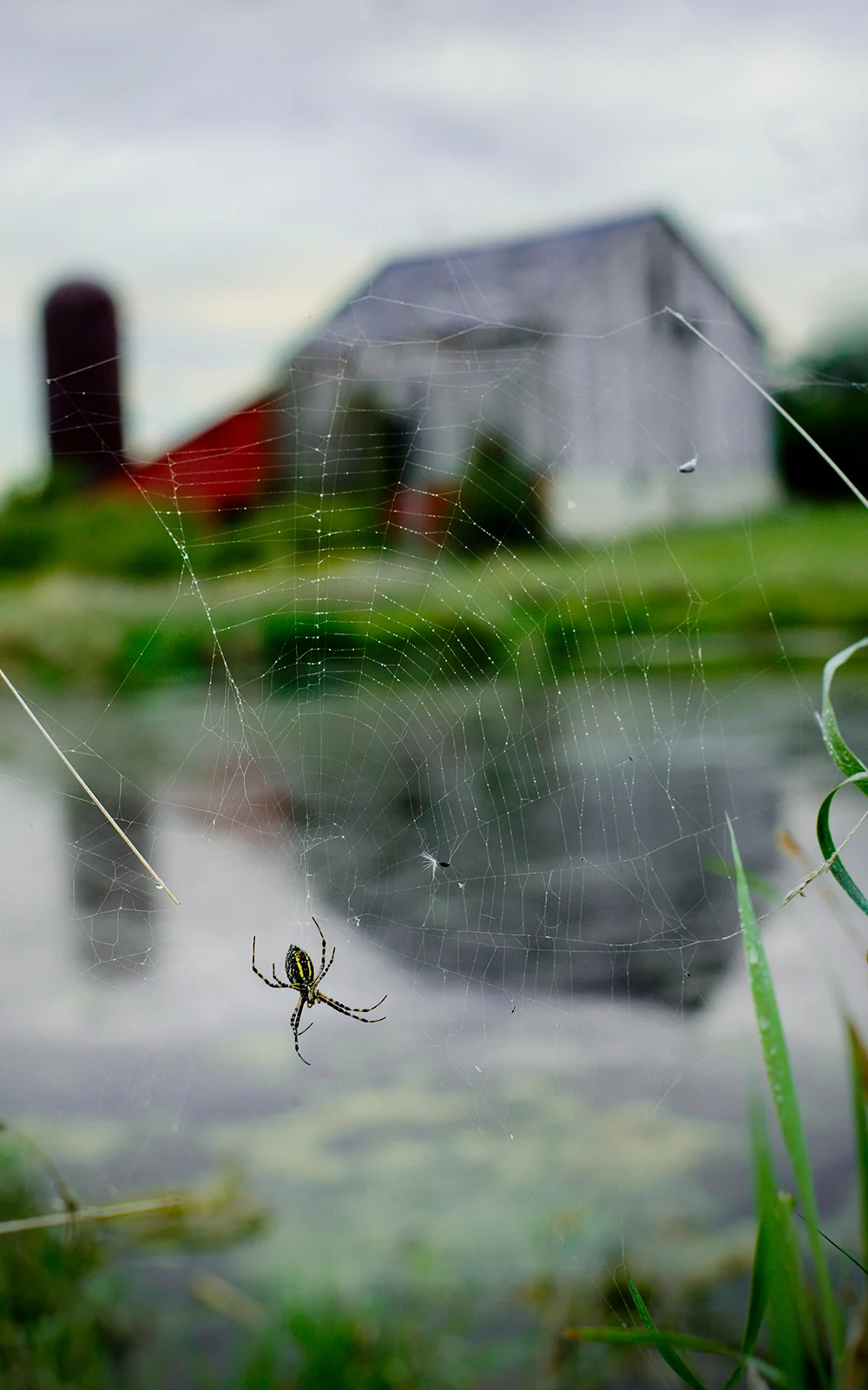 gardenspiderbarn.jpg