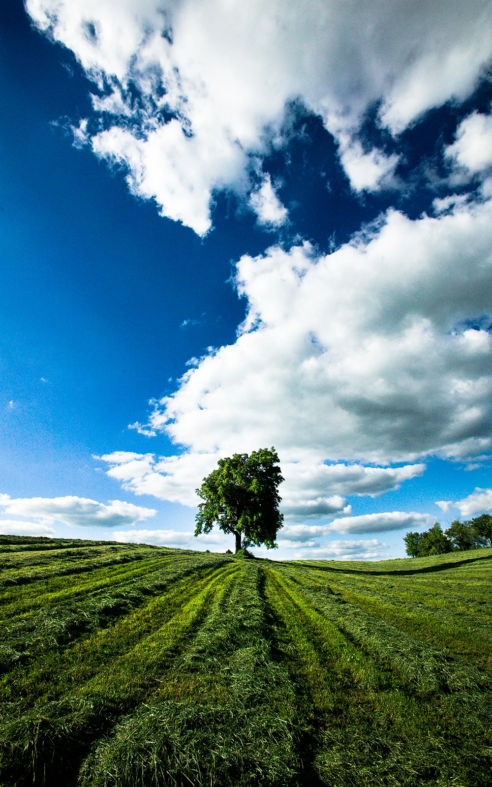 haytree.jpg