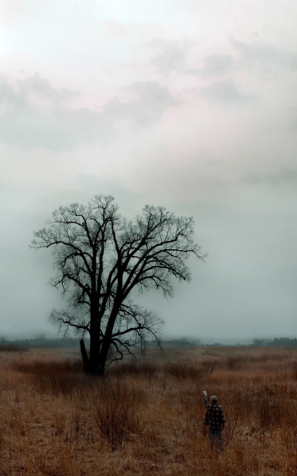 loneprairietree.jpg