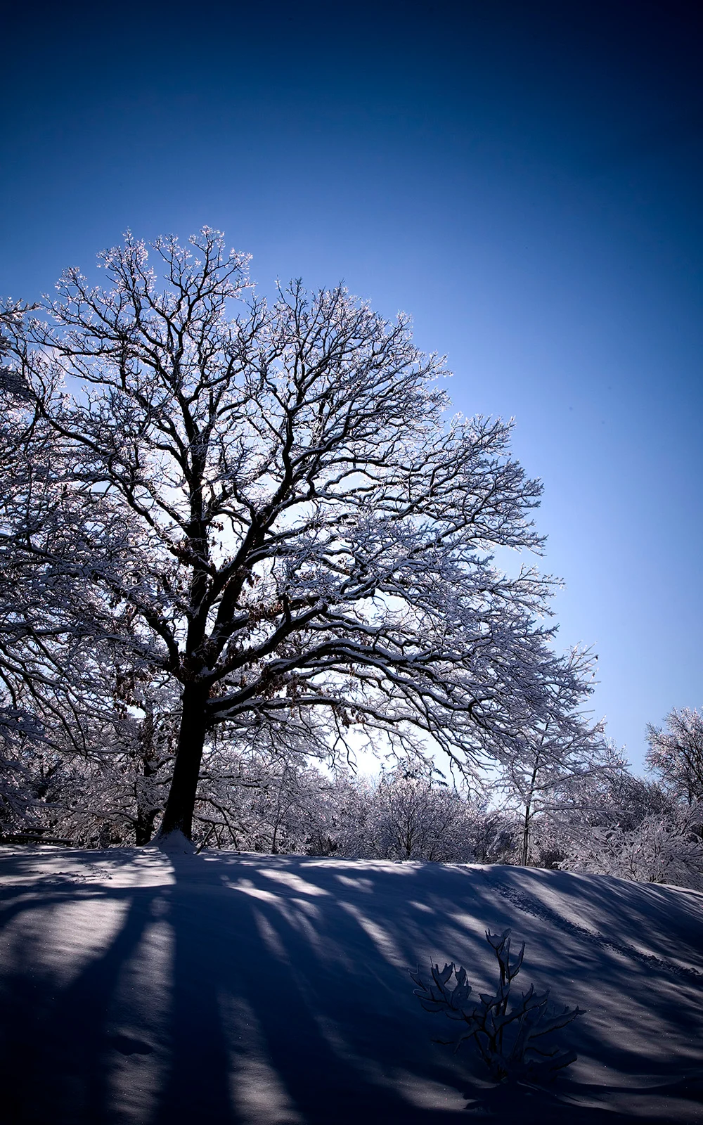 morningIcetree.jpg