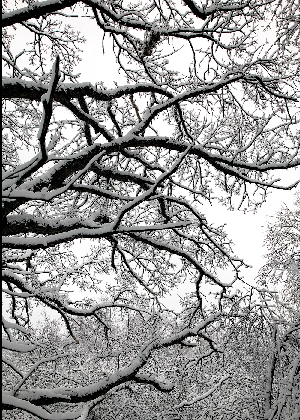 oldoakwoods.jpg