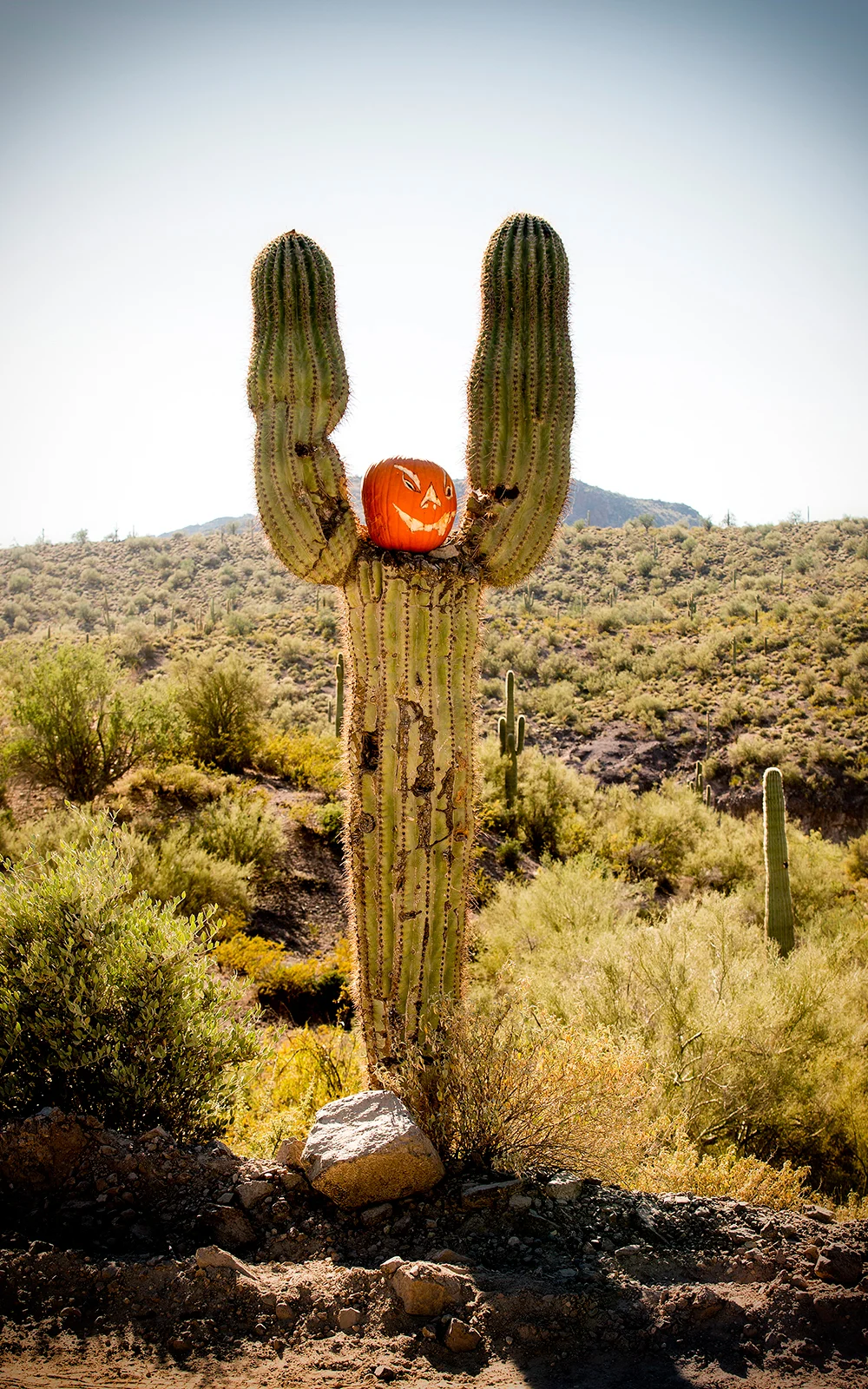 pumpkinbandit.jpg