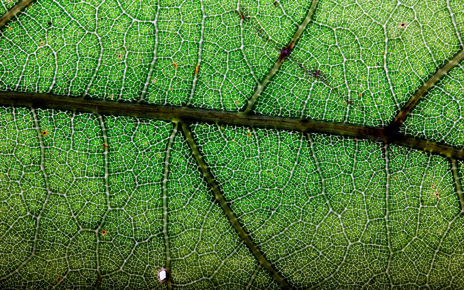 macroleaf.jpg