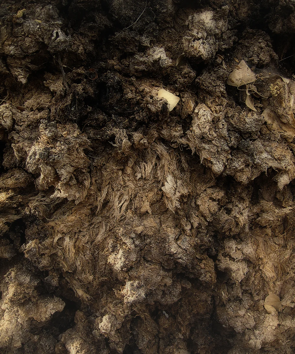 oldtreebark.jpg