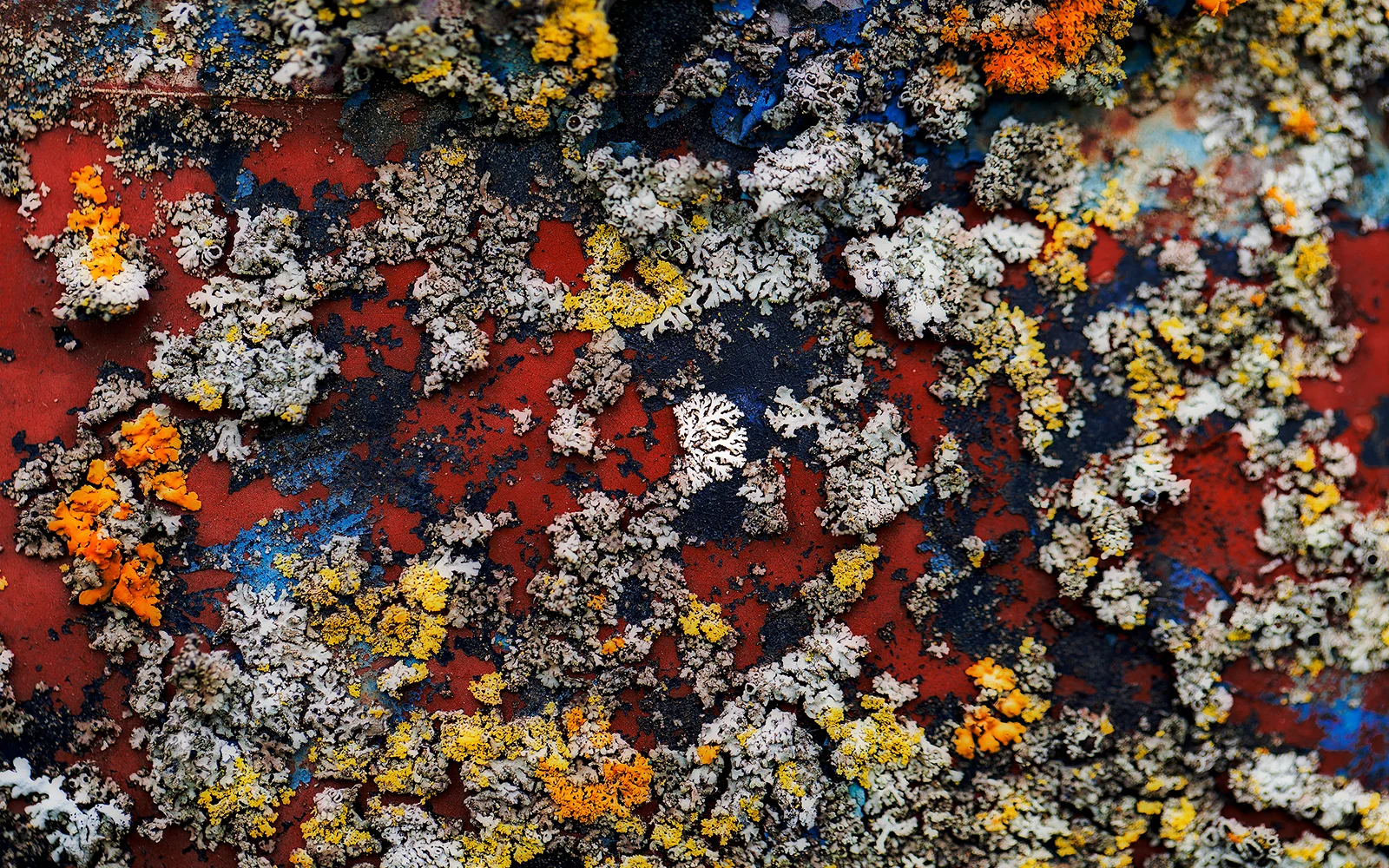 lichen.jpg
