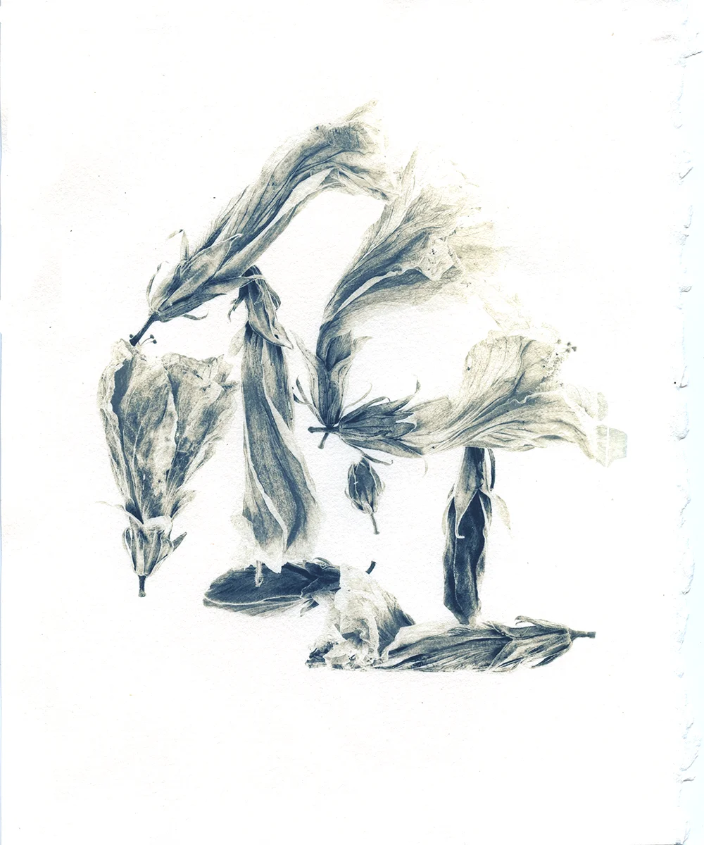 Cyanotype Tea-Toned 