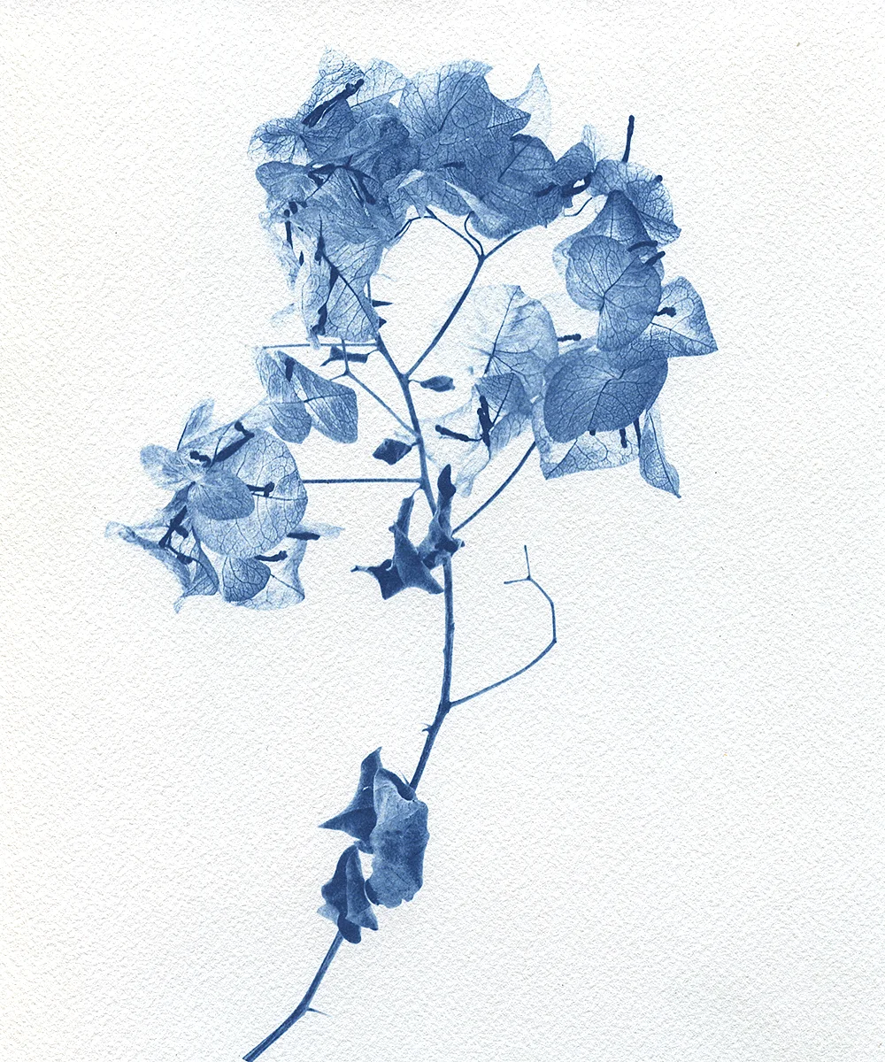 Cyanotype on Rives 310gm