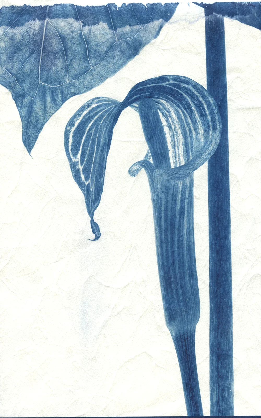Cyanotype on Kozo Paper