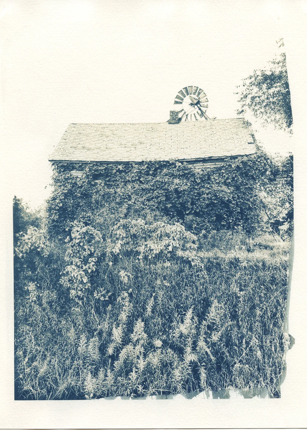 Cyanotype Tea-Toned