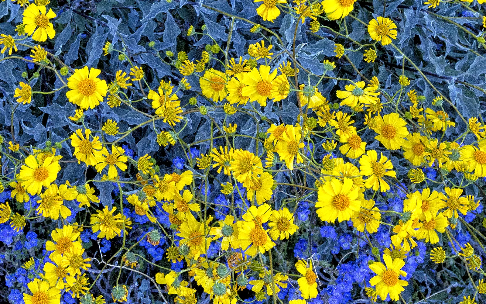 azdesertbloom.jpg