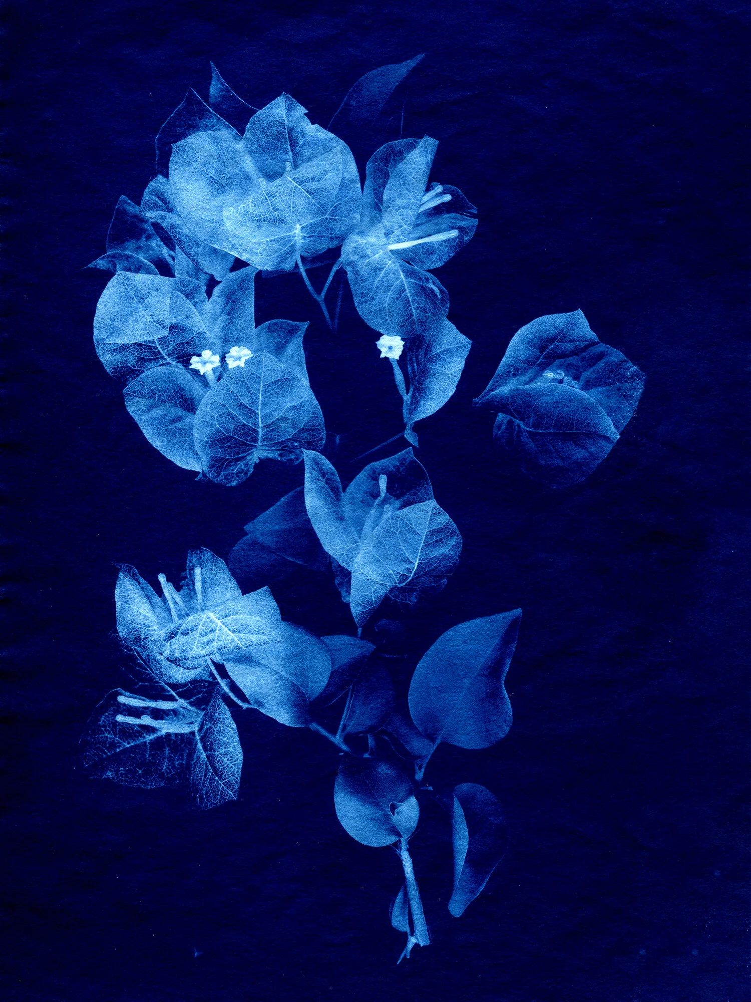 Bougainvillea
