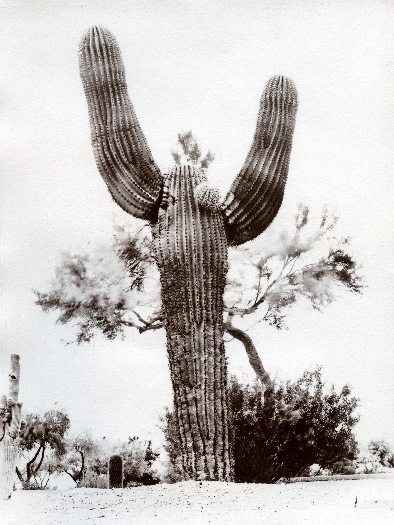 CactusArms.jpg
