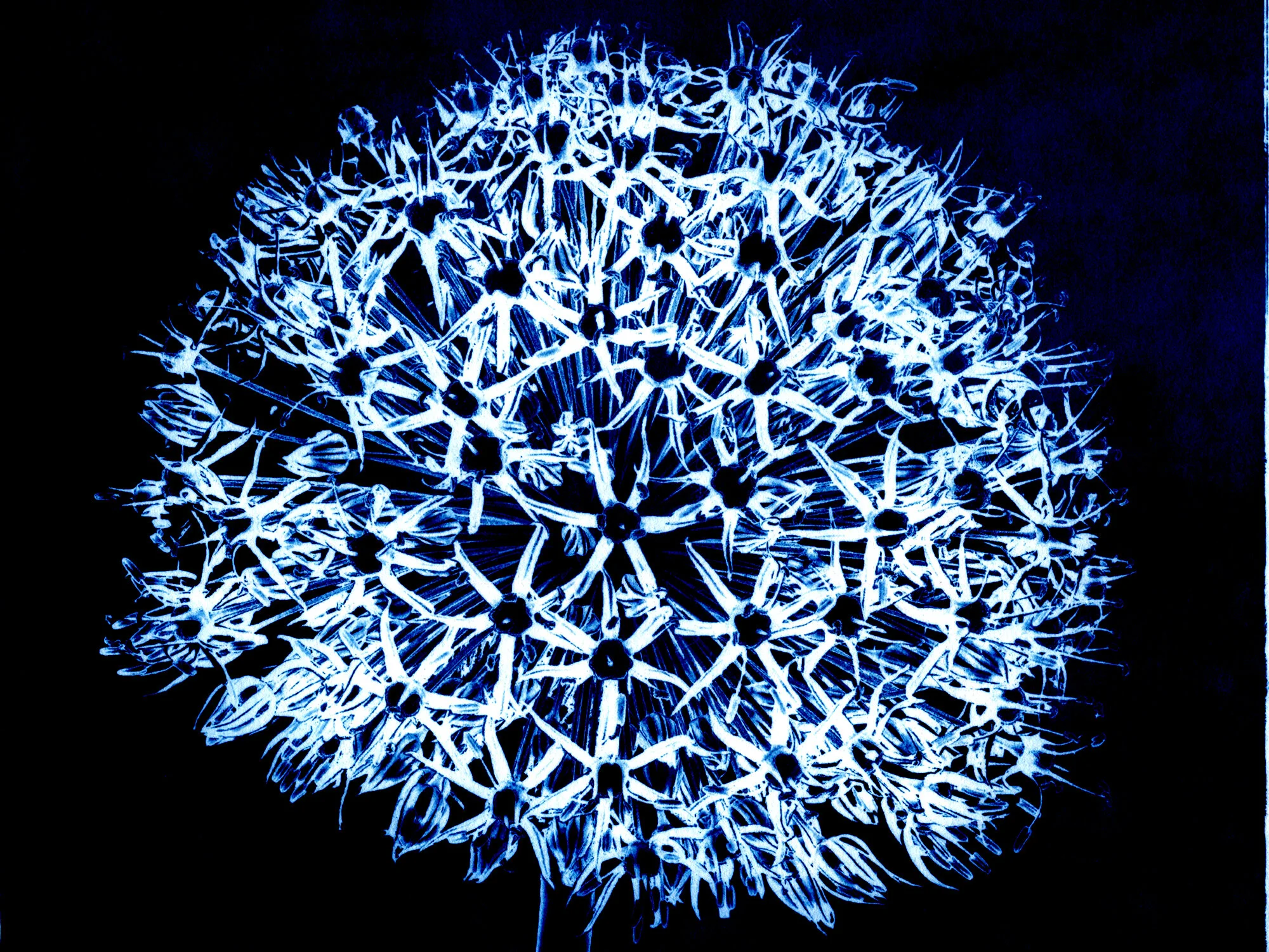ExplodedFlowerjpg.jpg