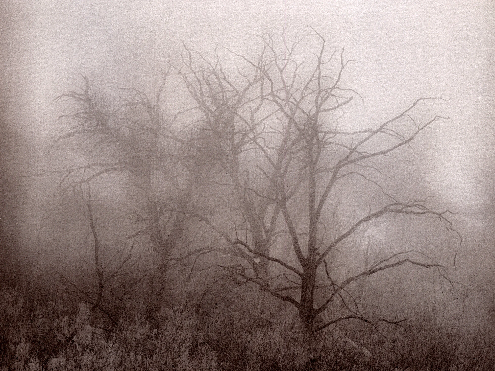 FogSaylovilleTrees.jpg