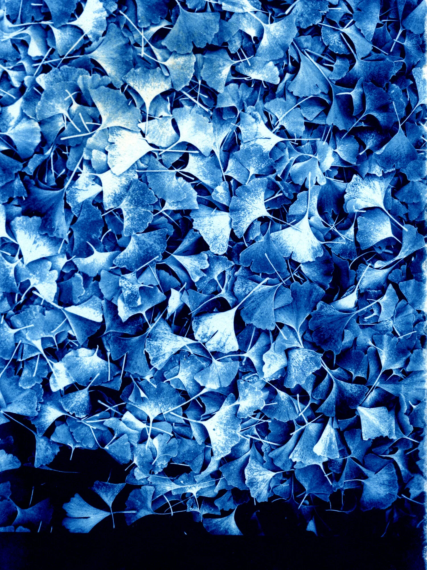 GinkoLeaves.jpg