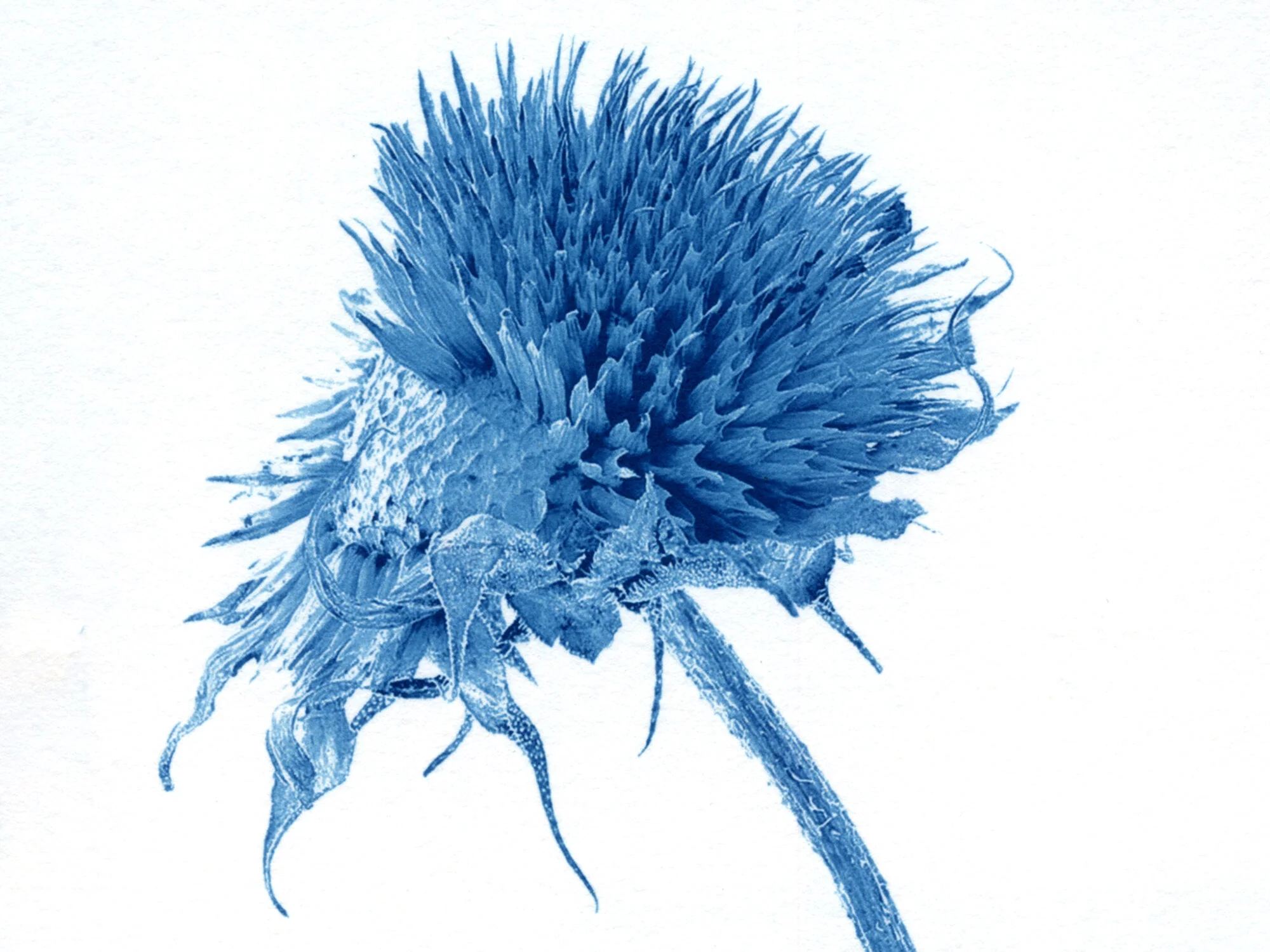 JArtichocke.jpg