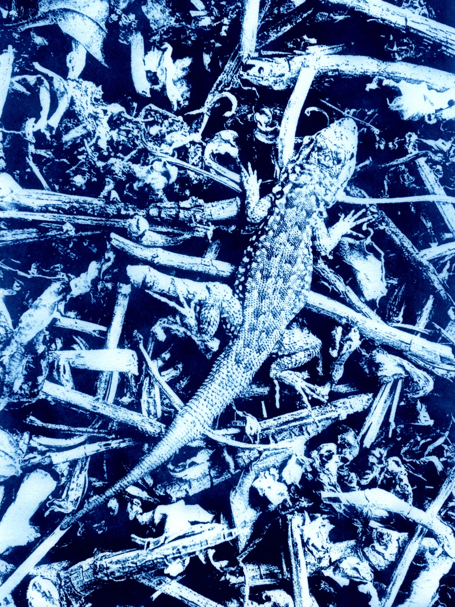 Lizard.jpg