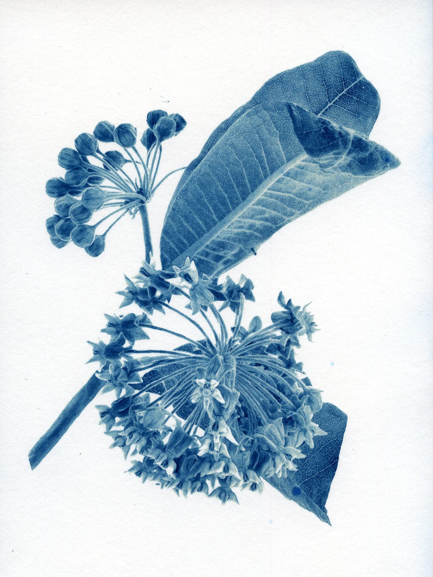 MilkweedFlower.jpg