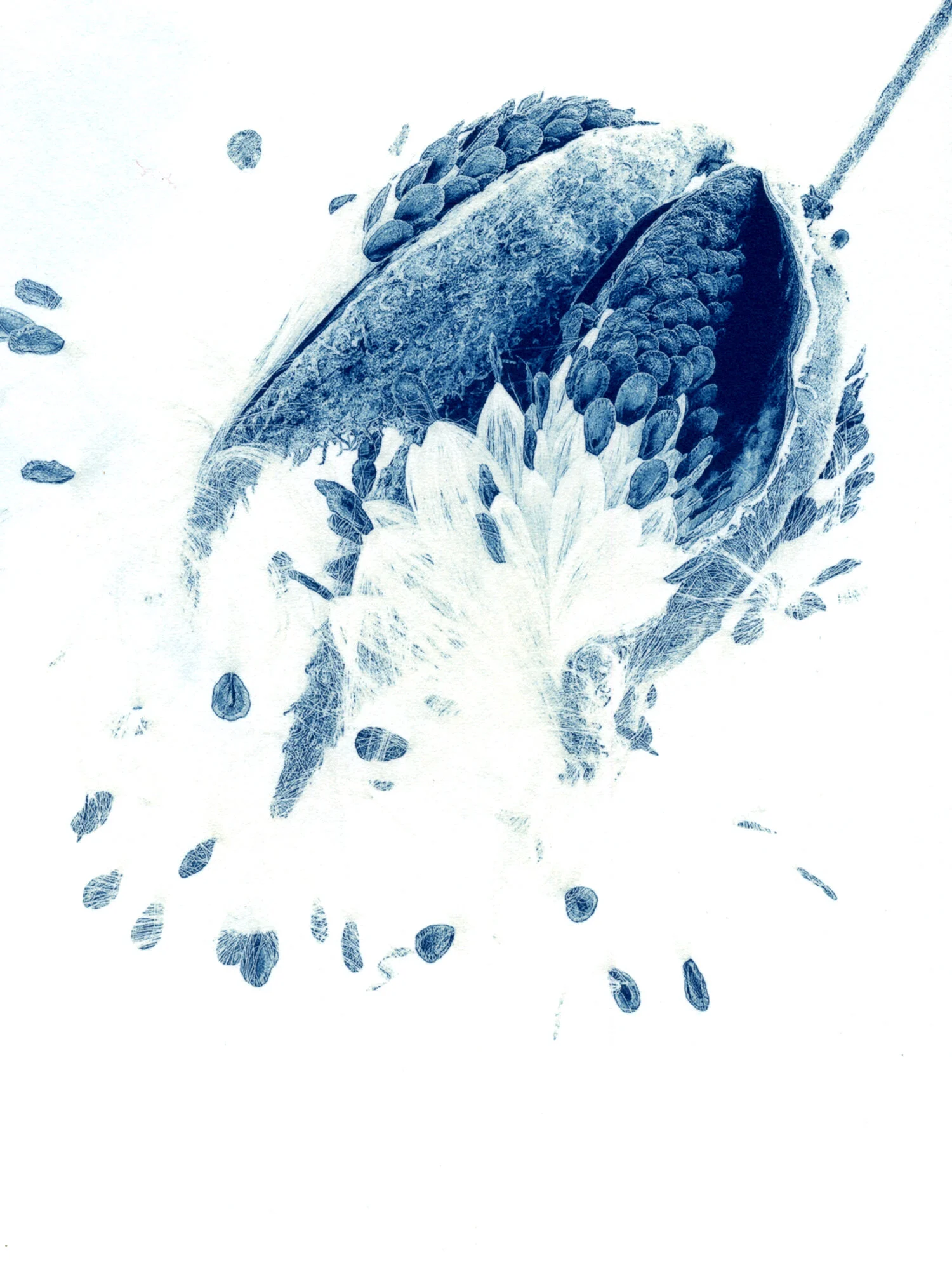 MilkweedSeedPod.jpg