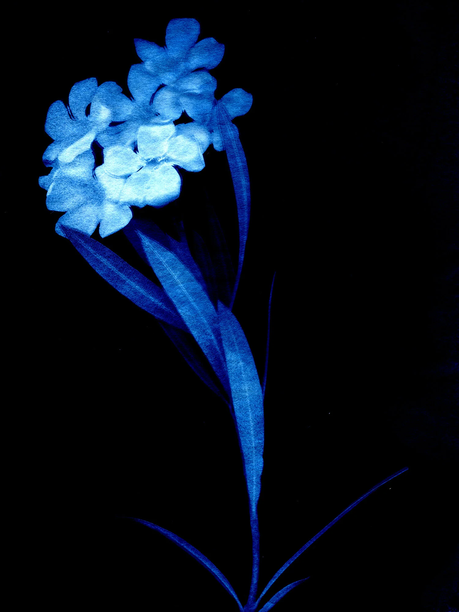 Oleander.jpg