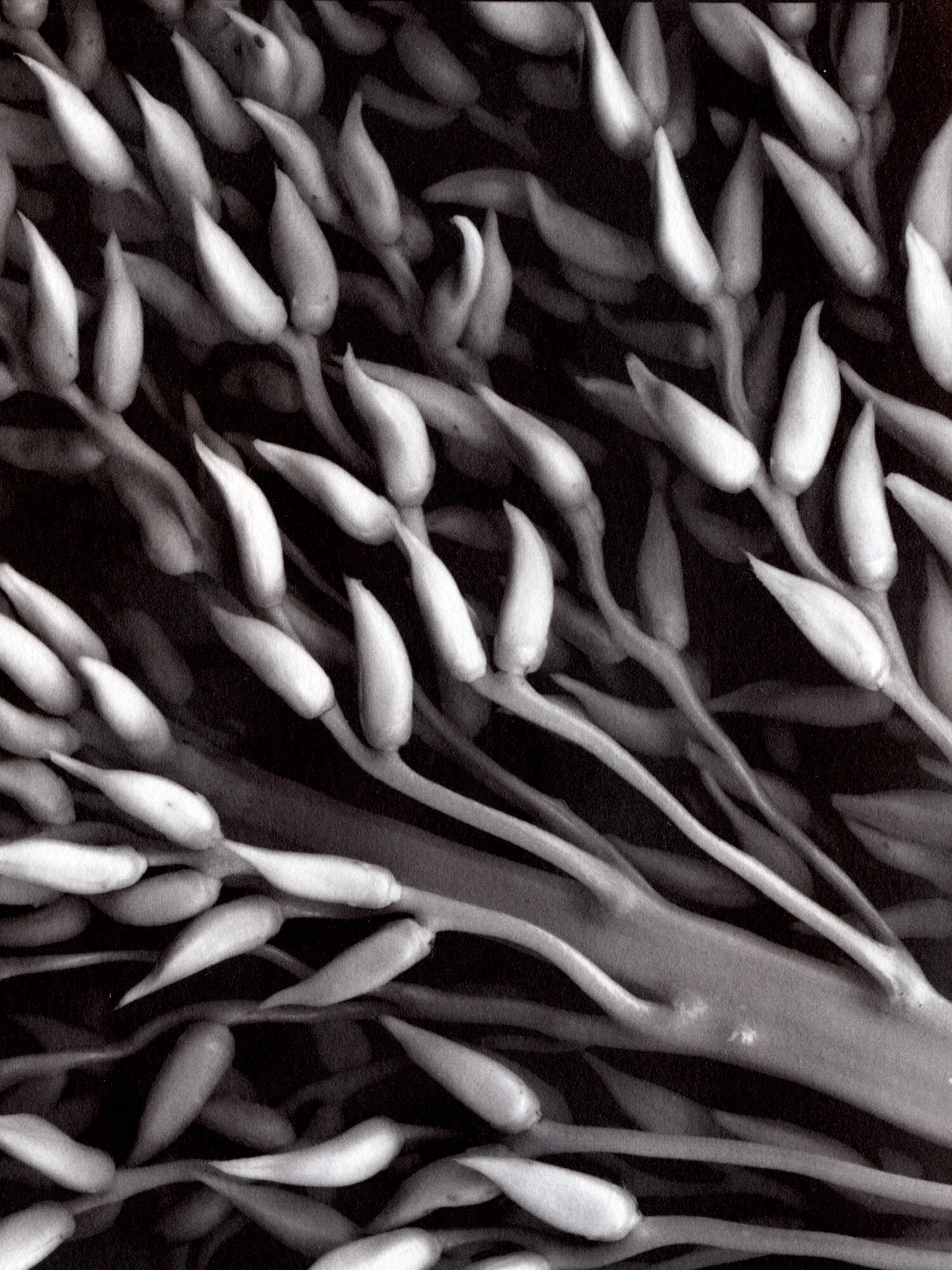 PalmSeeds.jpg