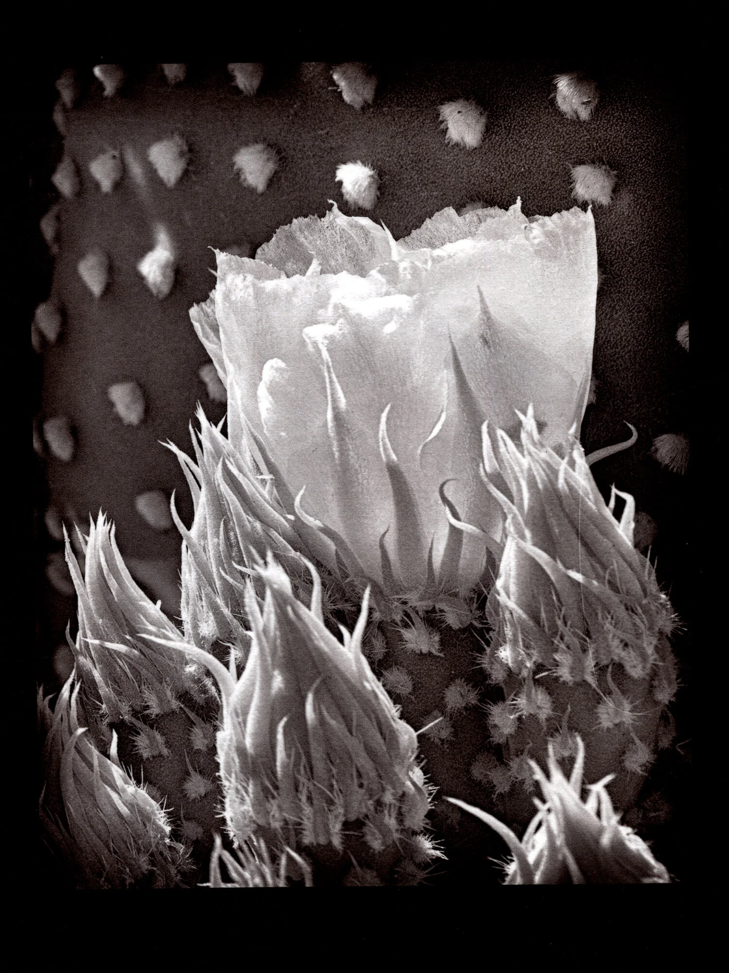 PricklyPearCactusFlower.jpg