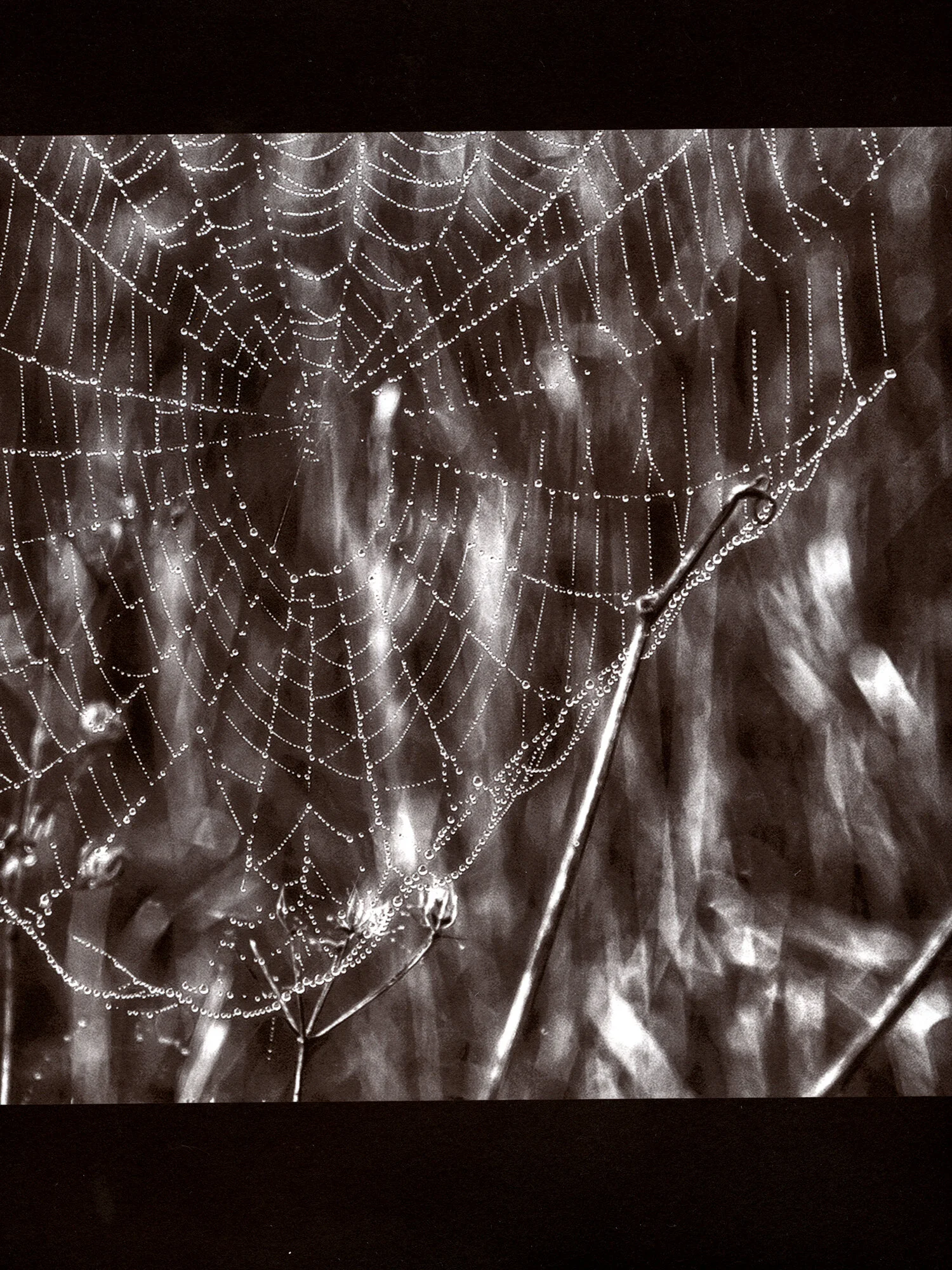 SpiderWebDew.jpg
