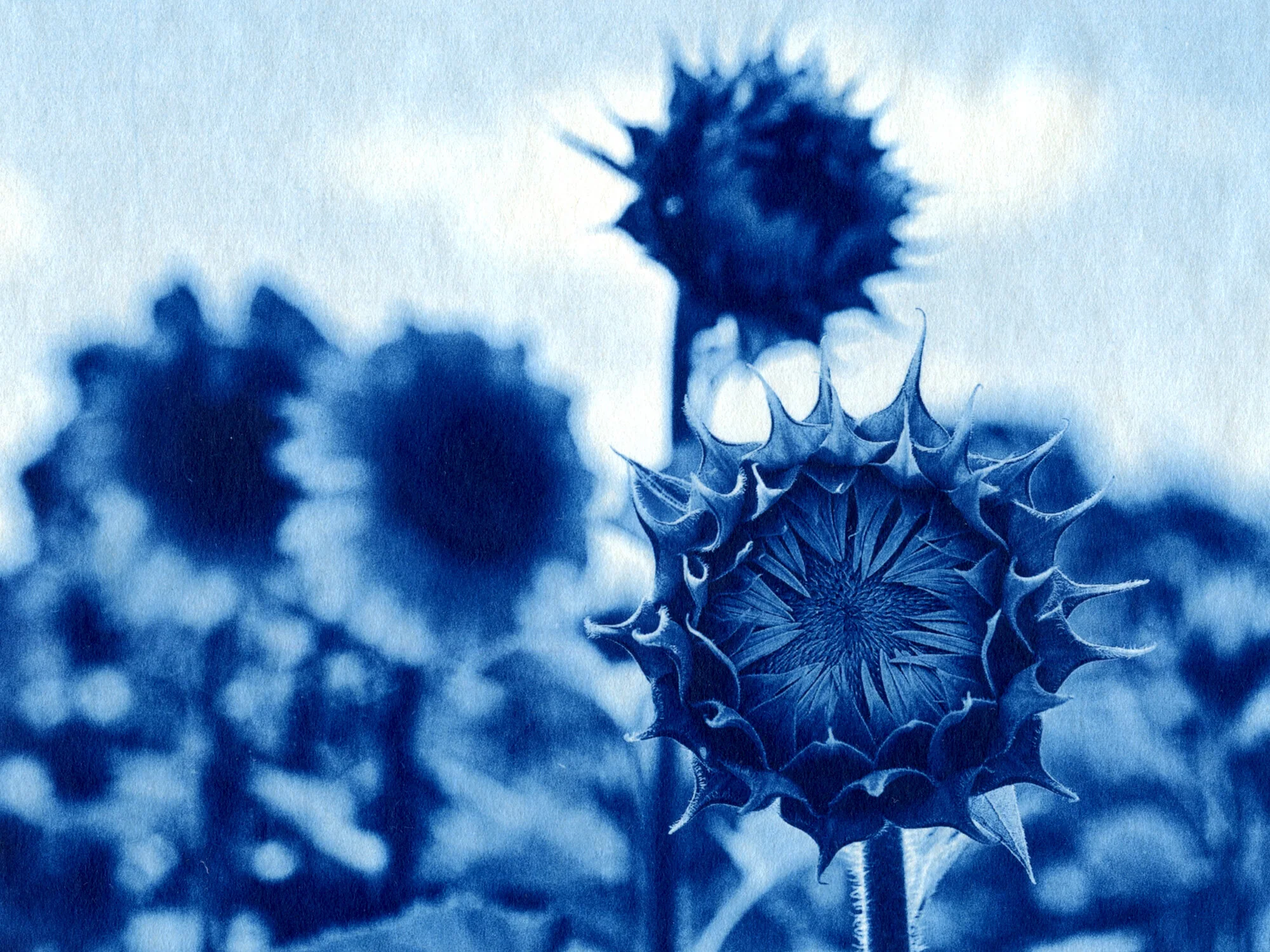 Sunflower.jpg