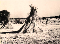 Pman-2.jpg