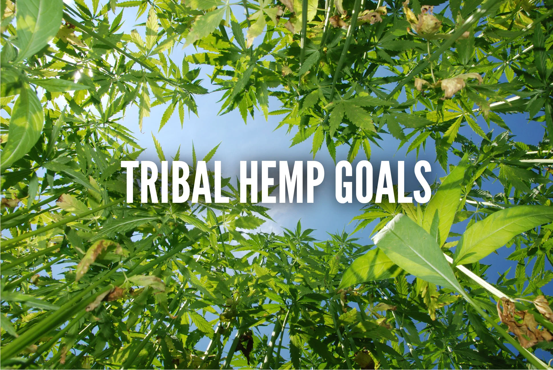 GOALS - TRIBAL HEMP.jpg