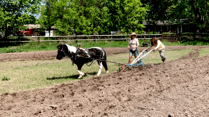 Tilling-2 (1).gif