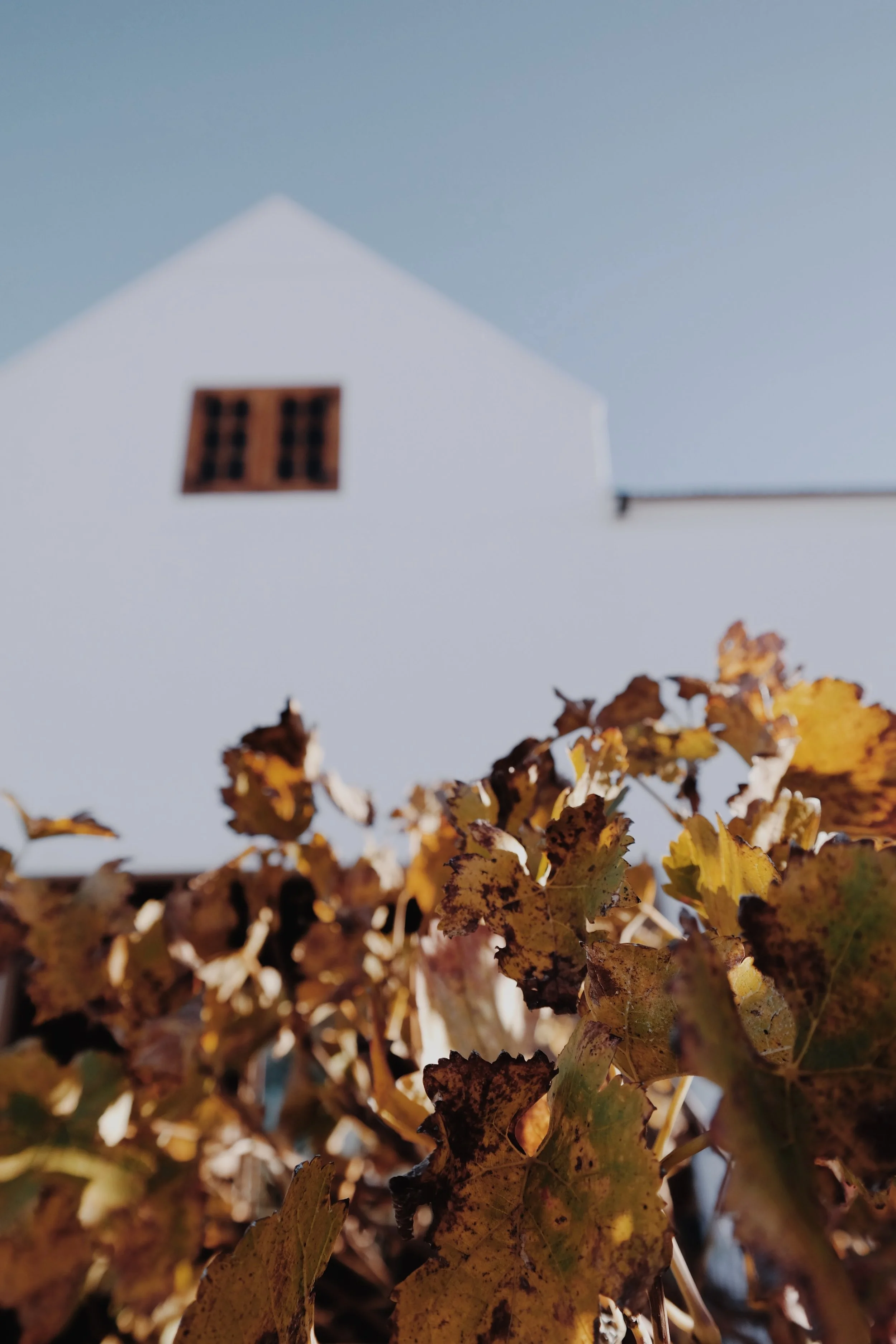 Cape Winelands