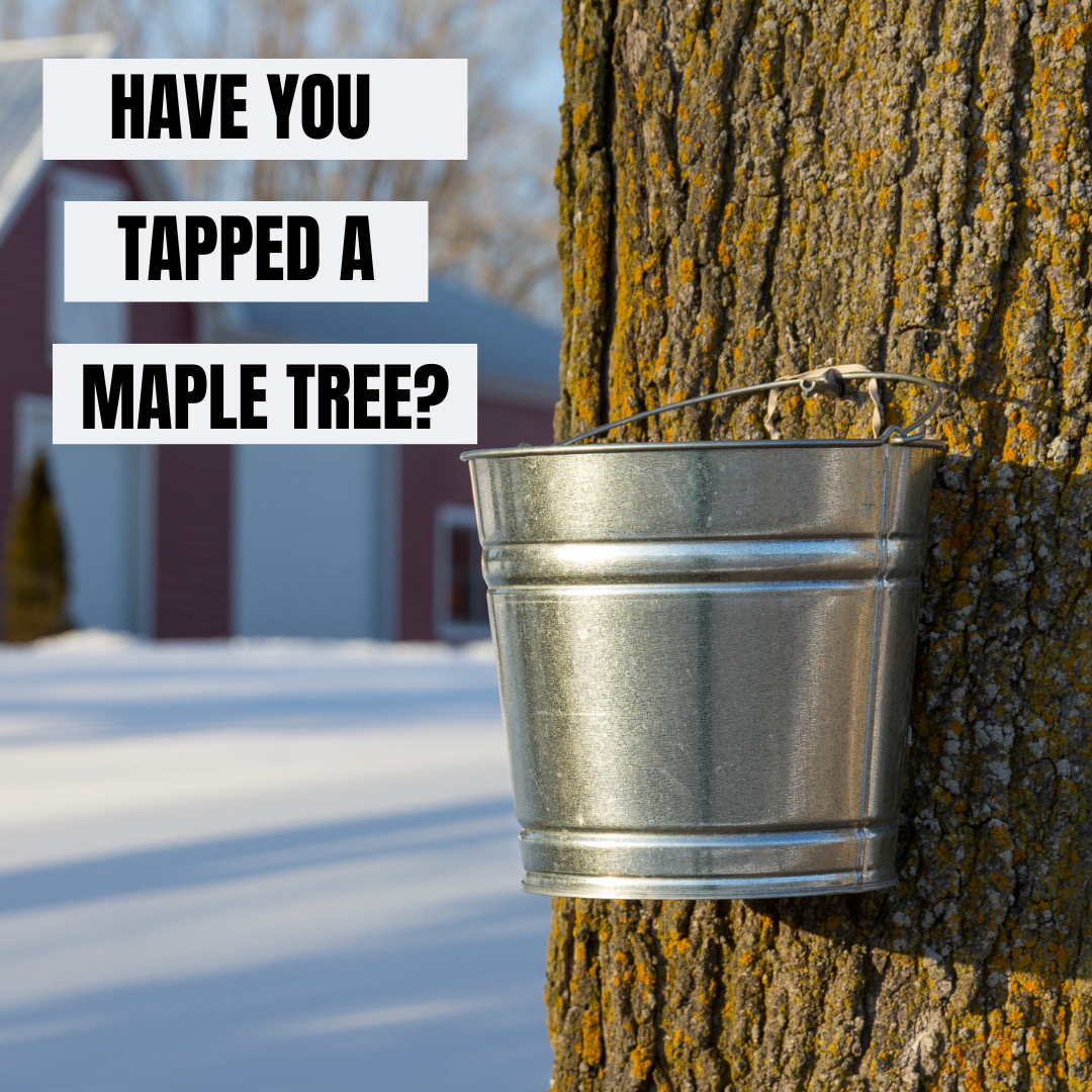 Have you tried tapping a Maple tree for syrup? This is a family ...
