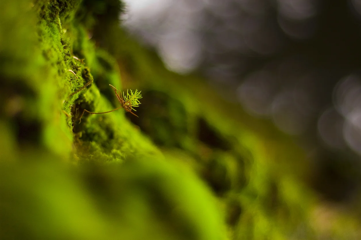 iStock-814062666.jpg