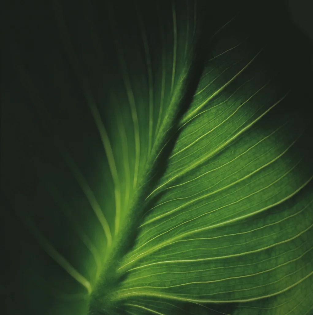 iStock-511053368.jpg