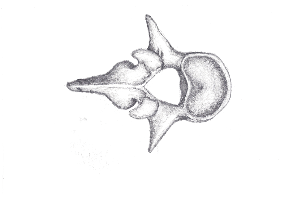 bones_1.png